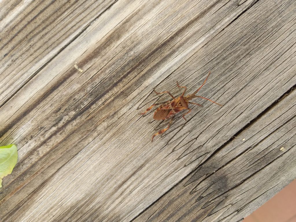 Coreidae: Leptoglossus occidentalis